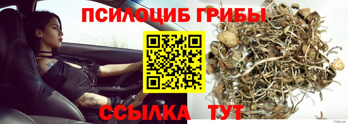 Псилоцибиновые грибы Cubensis  Вход с VPN  Дюртюли 
